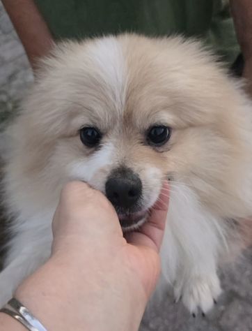 Volpino di pomerania pedigree - Foto 3
