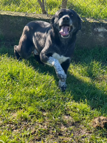 Cane in adozione. ZEUS: UNA VITA IN CANILE - Foto 4