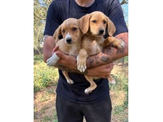 Regalo cuccioli taglia medio piccola