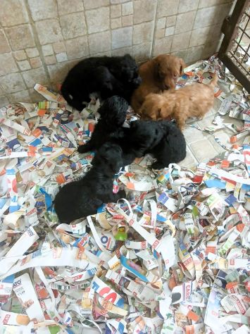 Cuccioli barboncino toy red e neri italiani - Foto 3