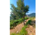 RUSTICO di 2 vani e di 1200 mq (MESSINA) rif. 3TSA18257