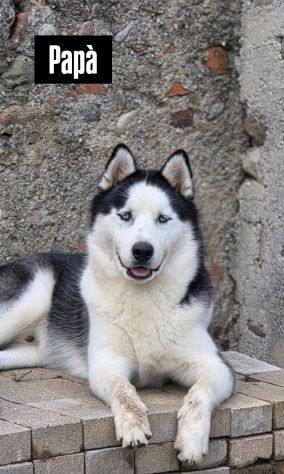 Cuccioli Husky - Foto 7