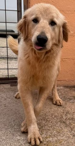 GOLDIE 5 ANNI simil Golden Retriever - Foto 3