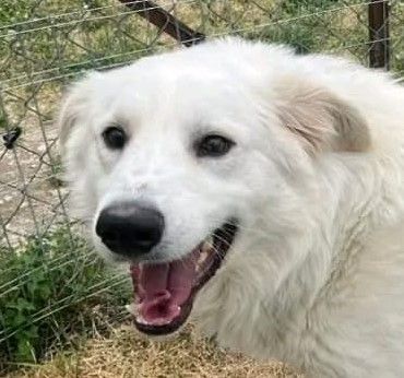 GERICO UNA MERAVIGLIA IN GABBIA, CANE IN ADOZIONE - Foto 10