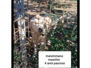 CANI IN ADOZIONE URGE AIUTARLI