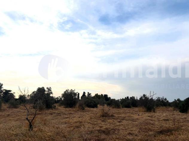 Uliveto in vendita a Gallipoli - Foto 12