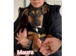 MAURA, VARCO, ROSEA, PEPPINO, CUCCIOLI IN ADOZIONE
