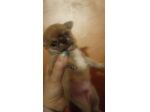 Cuccioli di chihuahua
