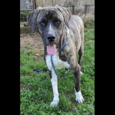 ZENO SOCIEVOLE E COCCOLONE CANE IN ADOZIONE - Foto 8