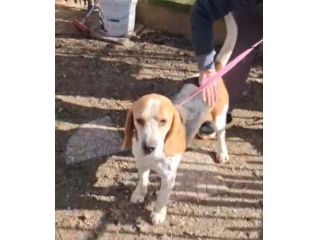 Alvin: nonnino Beagle dolcissimo. Lo cedono