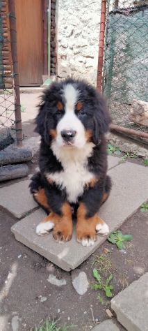 Cucciolo di bovaro del bernese