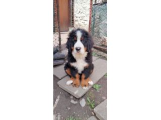 Cucciolo di bovaro del bernese