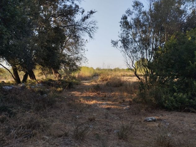 Terreno di circa 8.000 mq con trullo nelle campagne di Alezio - Foto 2