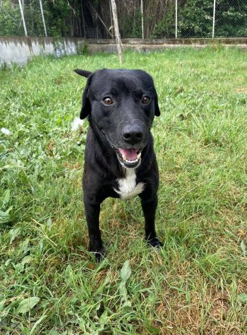BORIS FANTASTICO ESEMPLARE DI CANE COZZA! DOLCISSIMO CAGNOLINO IN ADOZIONE - Foto 8