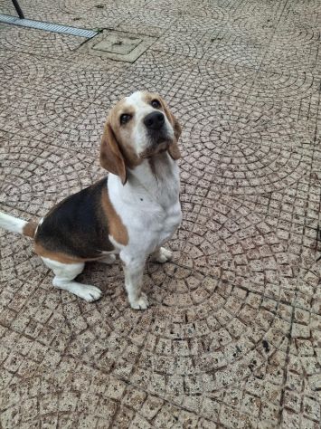 Alvin: nonnino Beagle dolcissimo. Lo cedono - Foto 10