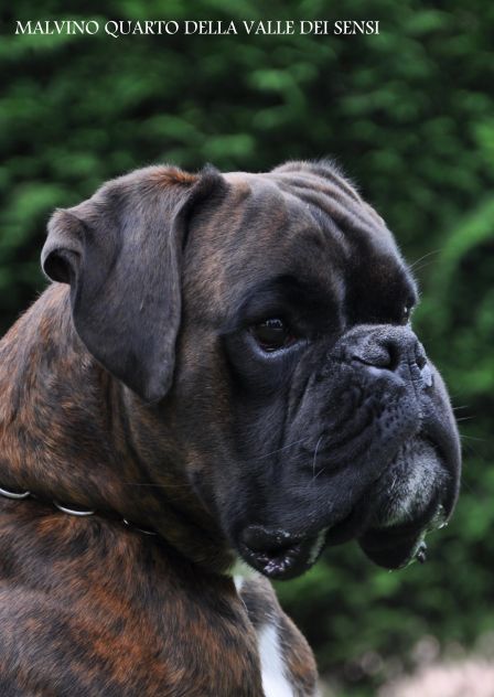BOXER CUCCIOLI DISPONIBILI TEL 334 3010438