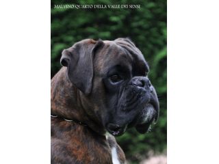 BOXER CUCCIOLI DISPONIBILI  TEL 334 3010438
