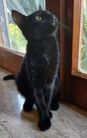 Puma gattino - Foto 2