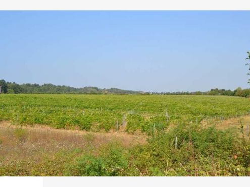 Azienda Agricola 43 ha - Provincia di AL - Foto 2