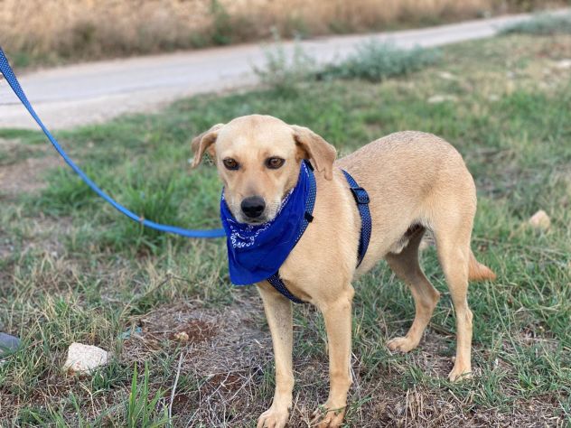 Zico il cagnolino che aspetta una famiglia - Foto 3