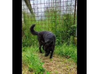 ALBERTO, lupetto allegro socievole taglia medio contenuta, CAGNOLINO IN ADOZIONE