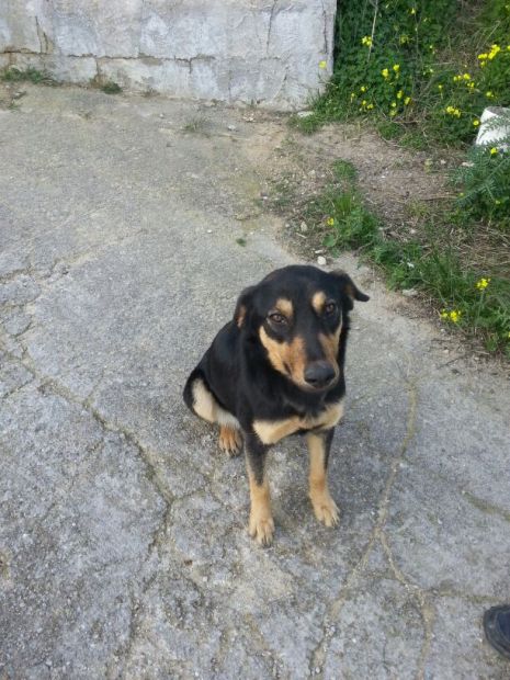 LUNA E BROWN, due cucciolotti in cerca di amore - Foto 2