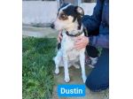 DUSTIN DOLCE EQUILIBRATO AFFETTUOSO CAGNOLINO IN ADOZIONE