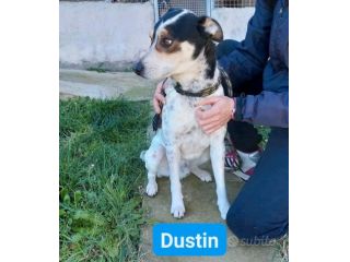 DUSTIN DOLCE EQUILIBRATO AFFETTUOSO CAGNOLINO IN ADOZIONE