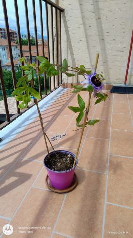 Passiflora Damsel's Delight pianta - Foto 4