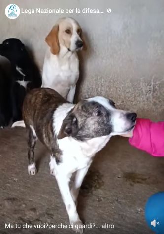 MOLLY, CERCA COCCOLE E ATTENZIONI, CAGNOLINA IN ADOZIONE, TAGLIA MEDIO PICCOLA - Foto 2