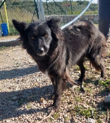 Pippy, bellissimo, taglia media contenuta - Foto 2