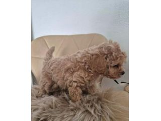 piccoli di maltipoo