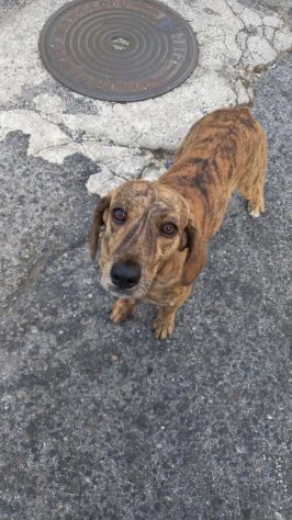 Segugia 1anno,maculata,bellissima,circa 12 kg NUORO