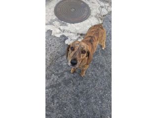 Segugia 1anno,maculata,bellissima,circa 12 kg NUORO