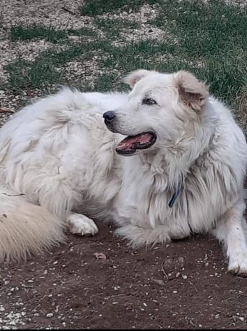 CANE IN ADOZIONE: GREG - Foto 6
