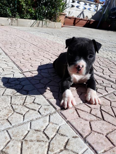 Cucciola Amstaff femminuccia con pedigree ENCI - Foto 2