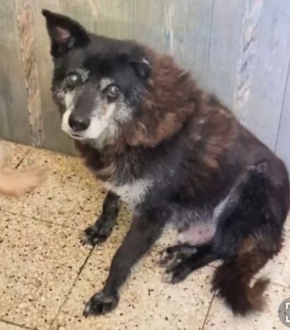 Skizzo 10anni in canile da tanto..PUGLIA SOS - Foto 4