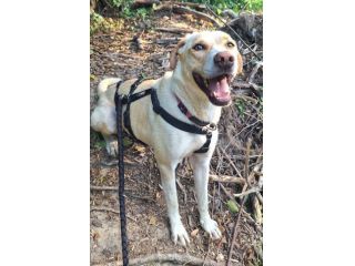 Lily 2 anni mix labrador
