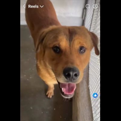 SIGFRIDO LA DOLCEZZA FATTA CANE, CANE IN ADOZIONE - Foto 3