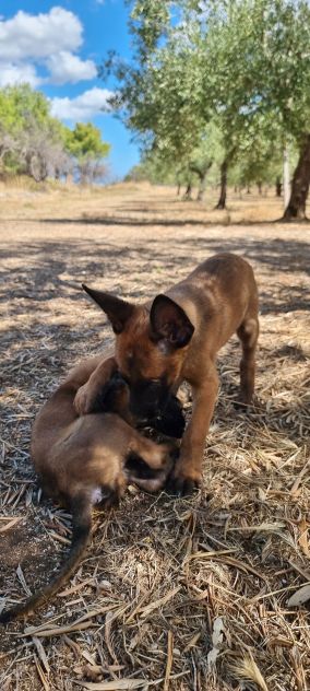 Allevamento e Cuccioli Pastore Belga Malinois Campania. Consegna tutta Italia. - Foto 2