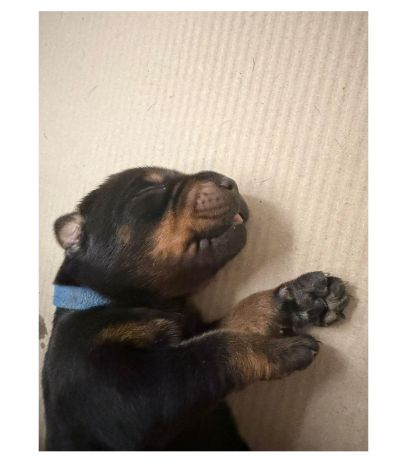 Dolcissimi cuccioli di Dobermann cercano una casa piena d’amore - Foto 5