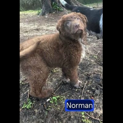 NORMAN NANUK NUCCIA CUCCIOLI IN ADOZIONE - Foto 2