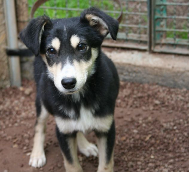7 adorabili cuccioletti mix Pastore Tedesco - Foto 7