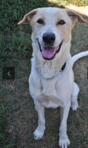 Tobia splendido cagnolone 6anni salito 1anno fa a PAVIA - Foto 3