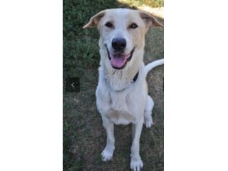 Tobia splendido cagnolone 8anni salito 1anno fa a PAVIA