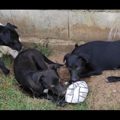 RAOUL TENERO CAGNOLINO IN ADOZIONE - Foto 9