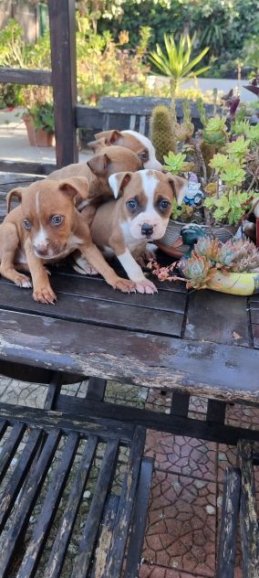 Cuccioli Amstaff con pedigree ENCI - Foto 3