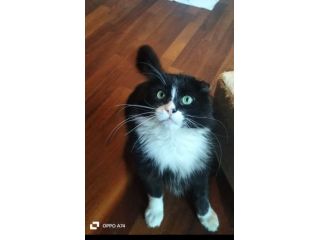 regalo gatto affettuoso per famiglia