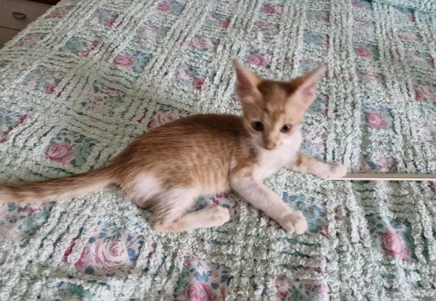 GATTINI MERAVIGLIOSI - Foto 6
