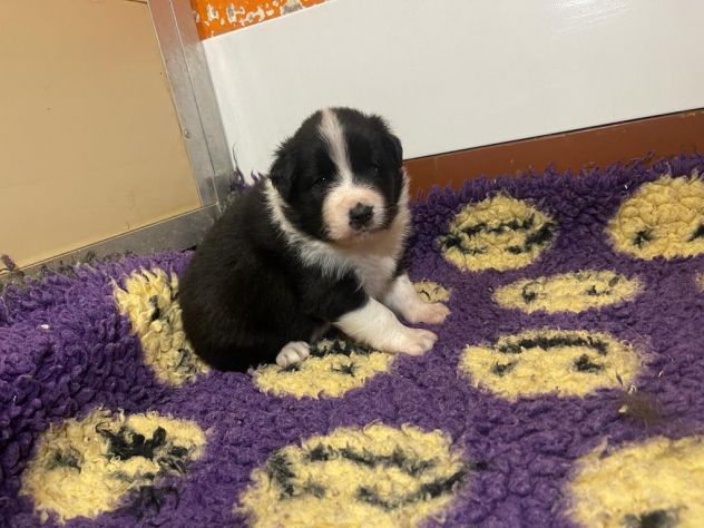 Cuccioli di Border Collie di alta genealogia - Foto 3